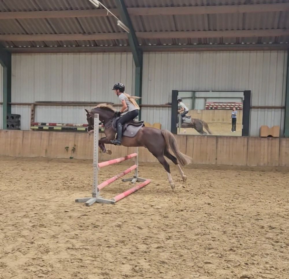 Welsh springpony Ruin 7 years old Vos for sale - Photo 5