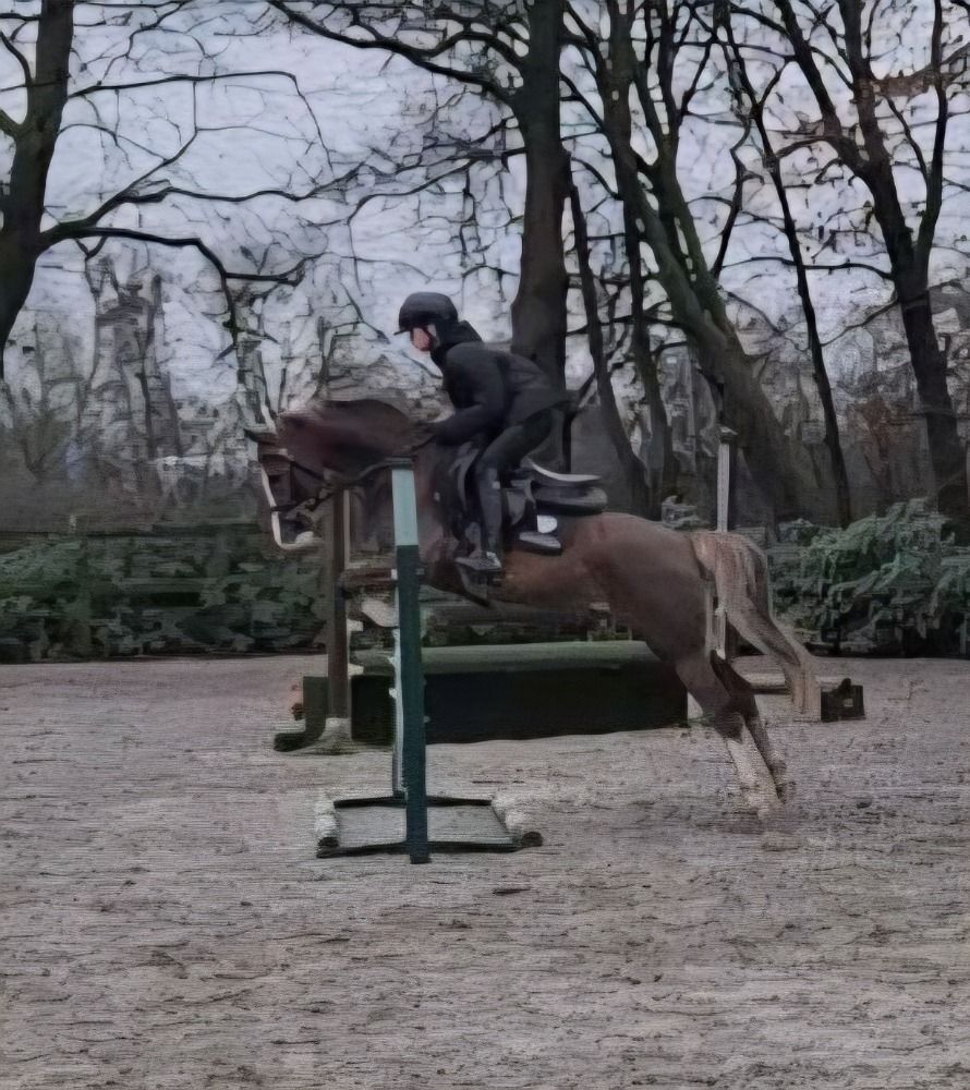 Welsh springpony Ruin 7 years old Vos for sale - Photo 3