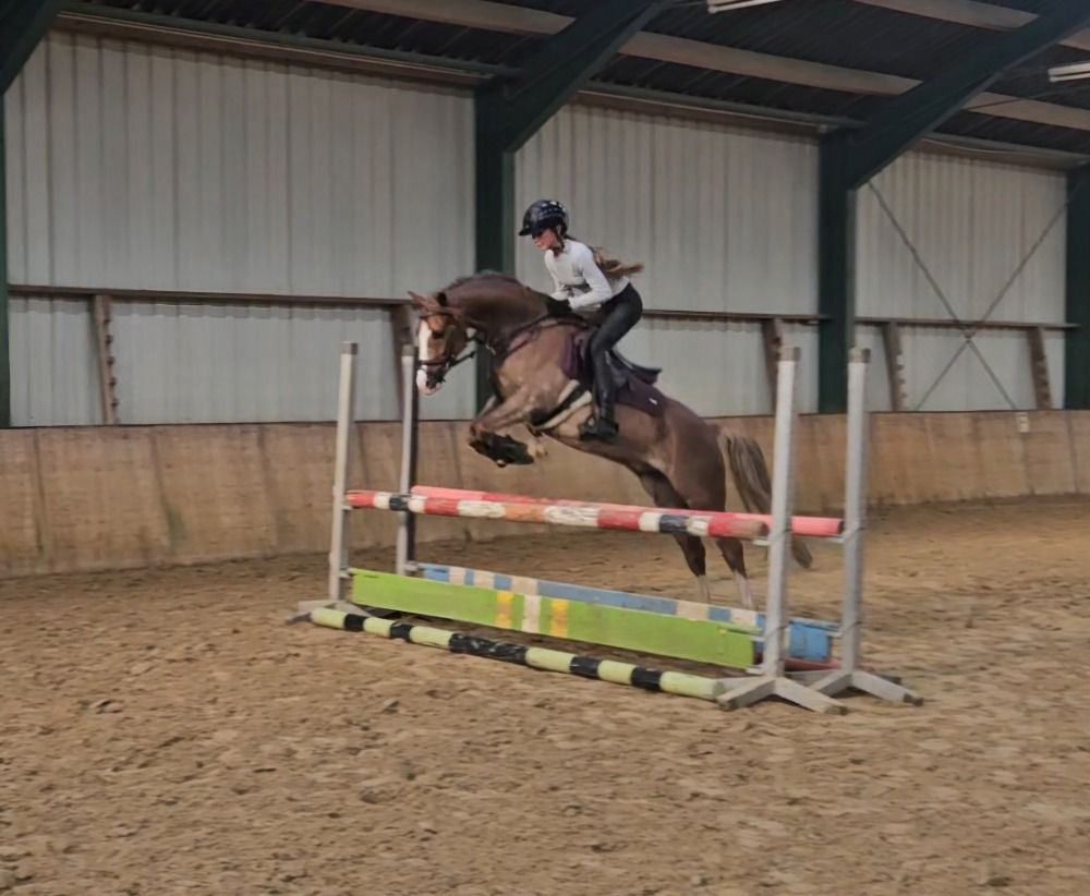 Welsh springpony Ruin 7 years old Vos for sale - Photo 2