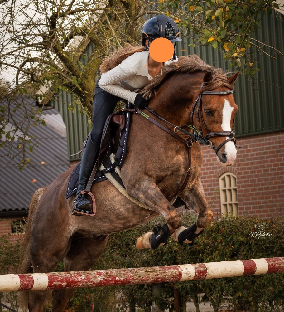 Beautiful talented jumping pony