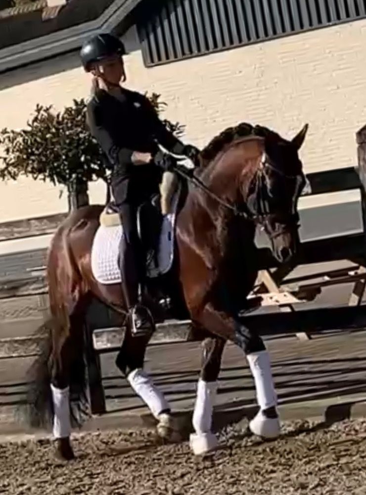 New Forest dressuurpony Hengst 15 jaar Donkerbruin te koop - Foto 2