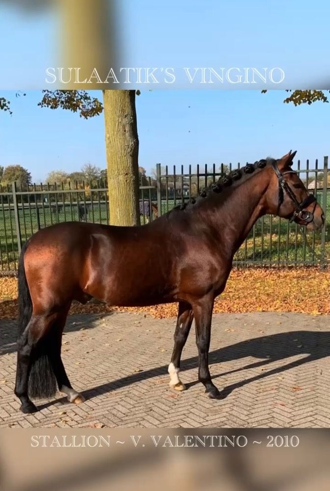New Forest dressuurpony Hengst 15 jaar Donkerbruin te koop - Foto 6