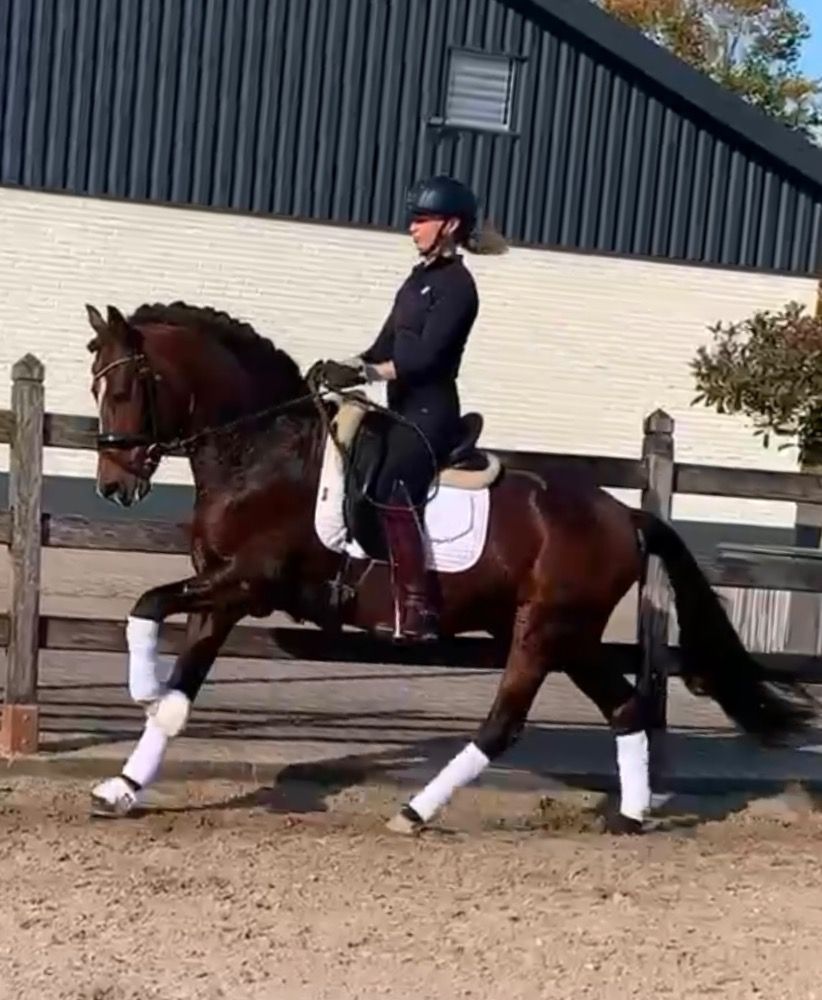 Stoere dressuur New Forest dekhengst