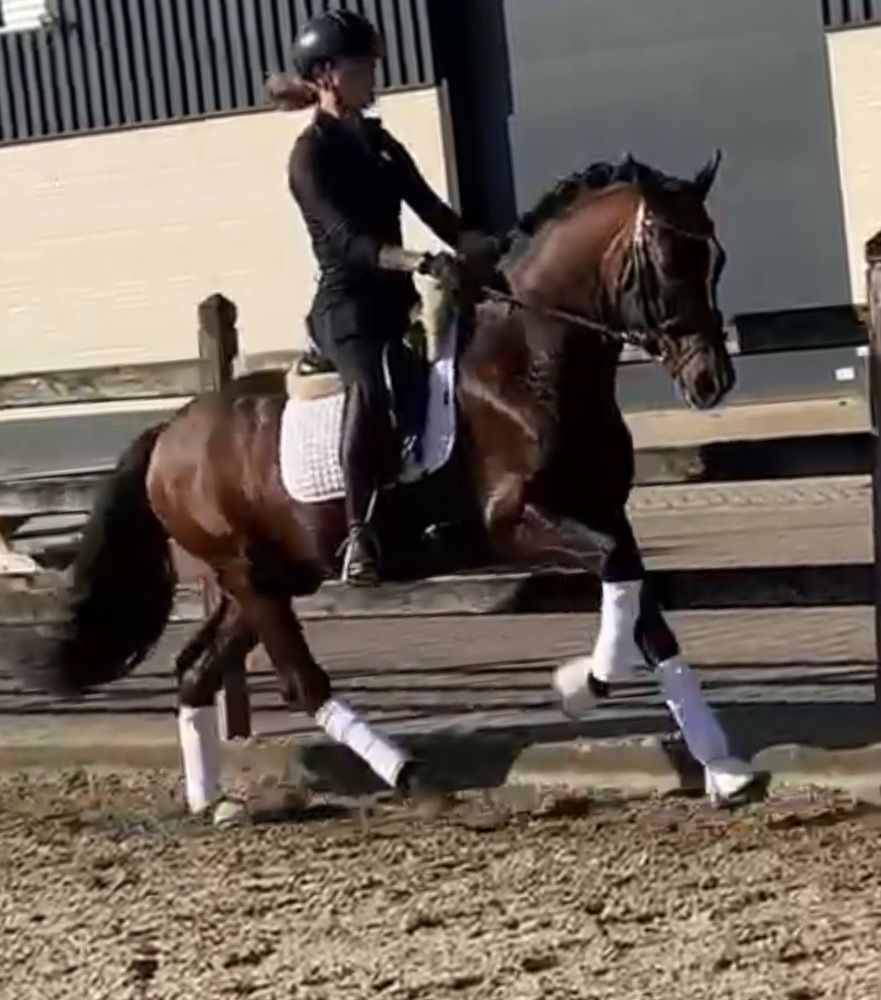 New Forest dressuurpony Hengst 15 jaar Donkerbruin te koop - Foto 5