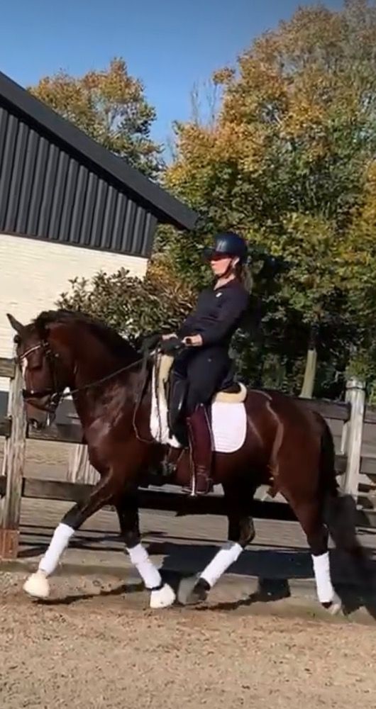 New Forest dressuurpony Hengst 15 jaar Donkerbruin te koop - Foto 3