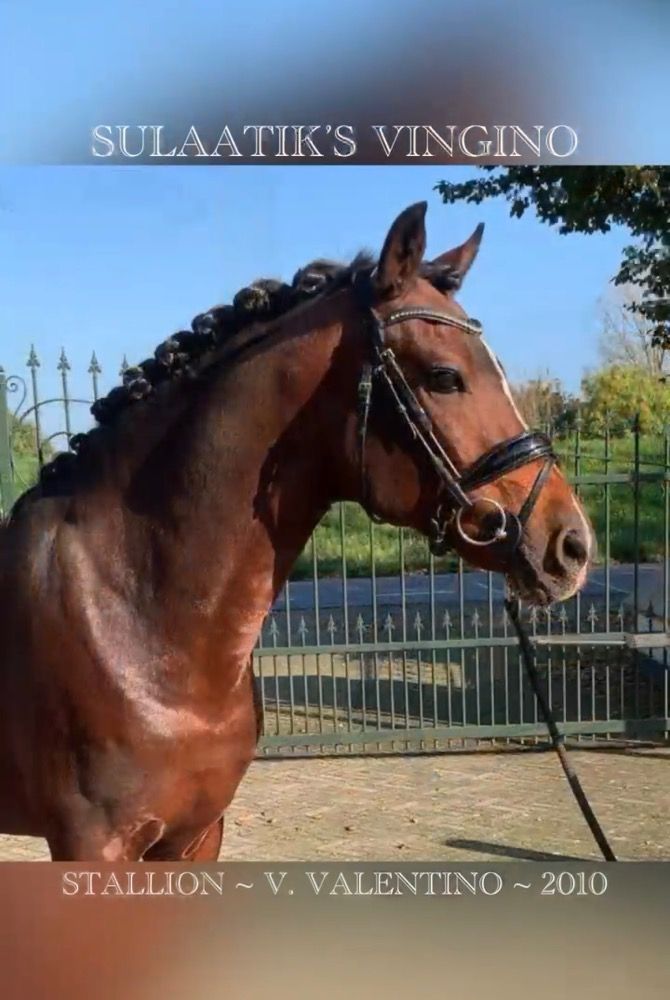 New Forest dressuurpony Hengst 15 jaar Donkerbruin te koop - Foto 4