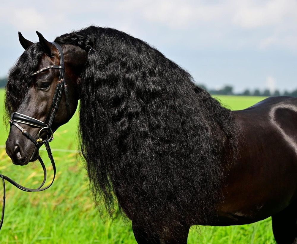 dressuurpaard Hengst 7 jaar Zwart te koop - Foto 3