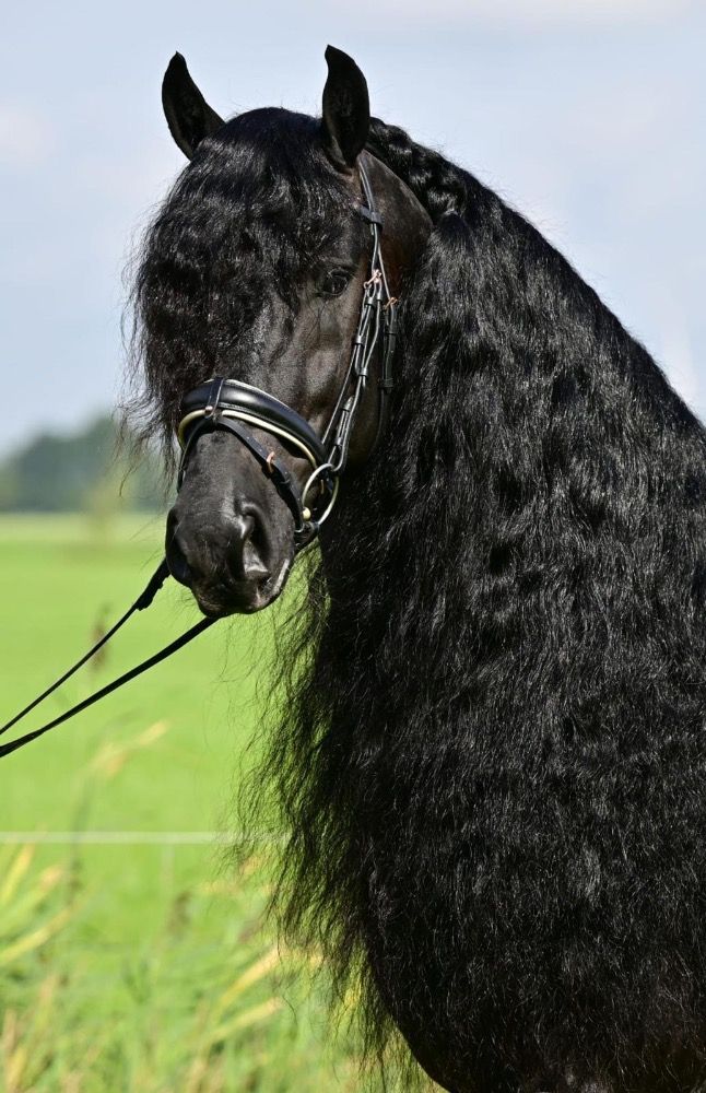 dressuurpaard Hengst 7 jaar Zwart te koop - Foto 2