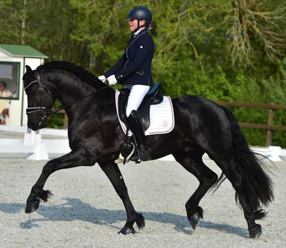 dressuurpaard Hengst 7 jaar Zwart te koop - Foto 4