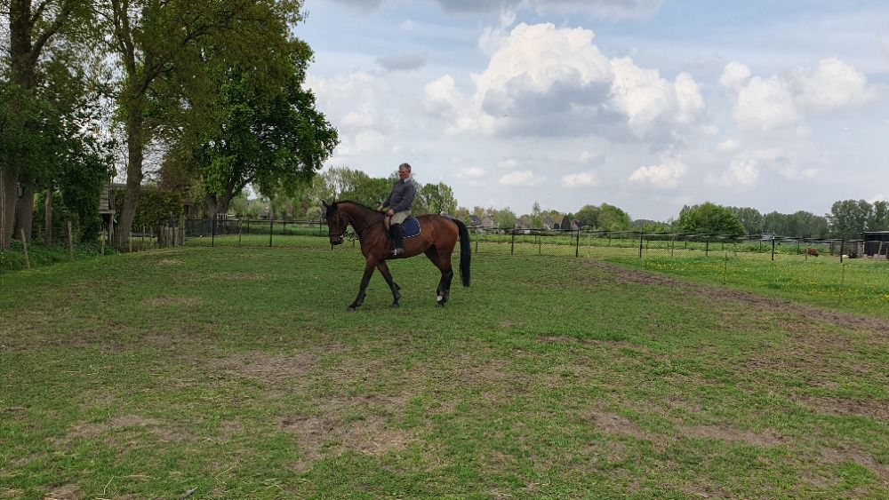 KWPN dressuurpaard Merrie 4 jaar Bruin te koop - Foto 2