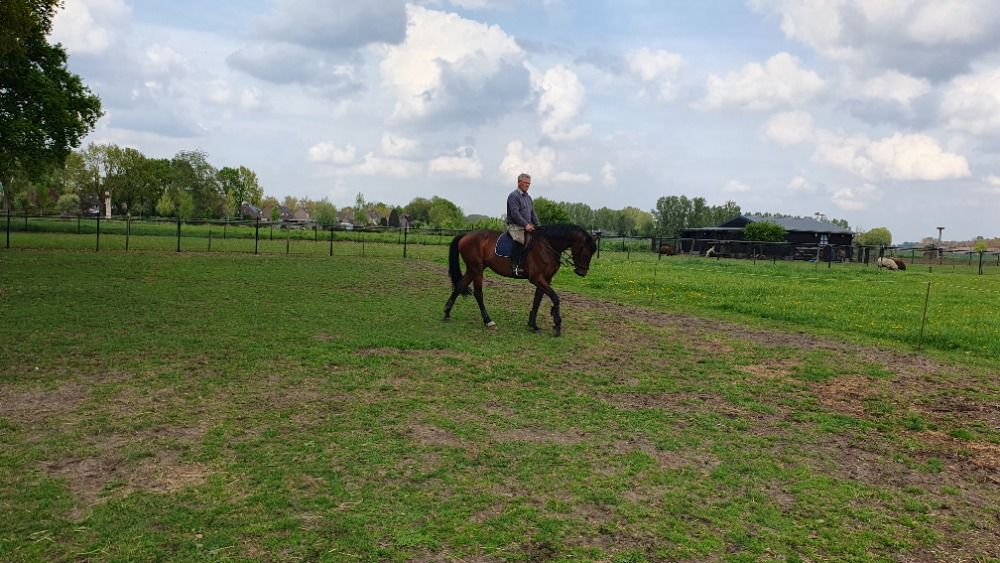 KWPN dressuurpaard Merrie 4 jaar Bruin te koop - Foto 3