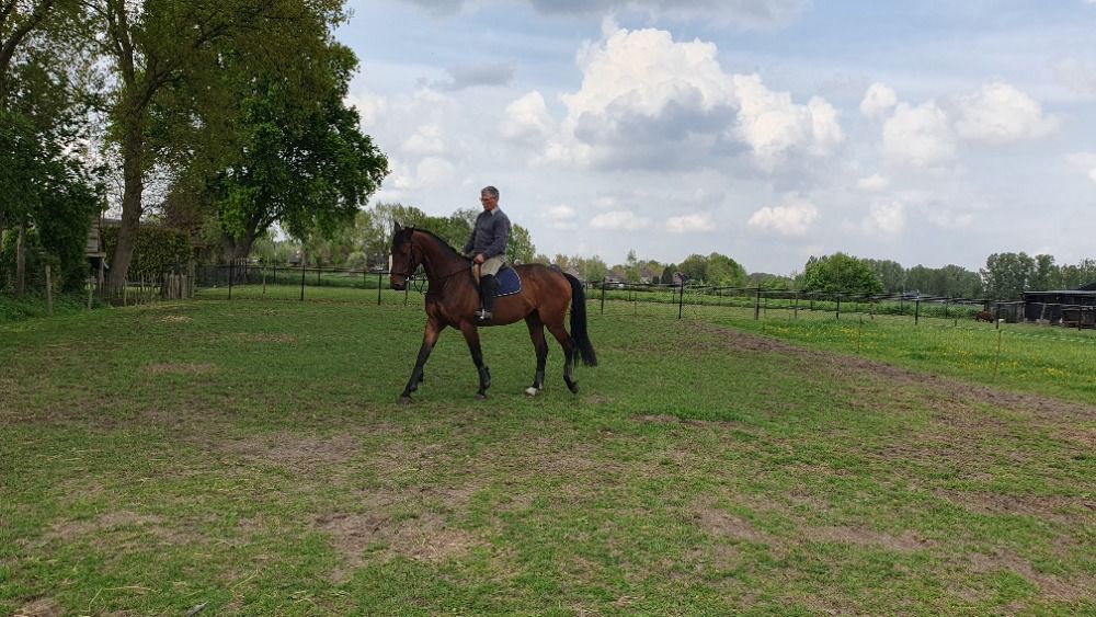 Super brave chique 4 jarige merrie.