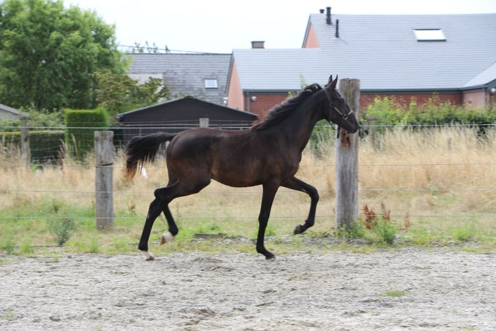 Zangersheide springpaard Hengst 1 jaar Donkerbruin te koop - Foto 4