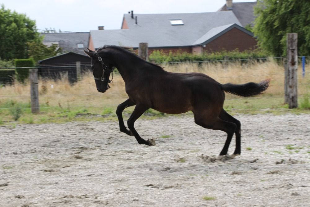 Zangersheide springpaard Hengst 1 jaar Donkerbruin te koop - Hoofdfoto