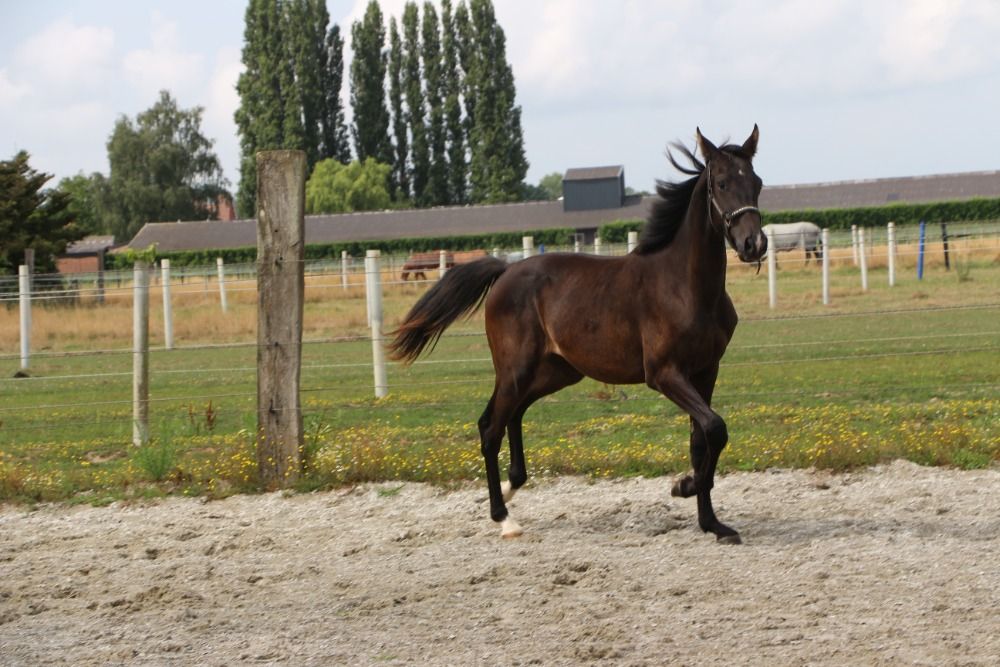 Zangersheide springpaard Hengst 1 jaar Donkerbruin te koop - Foto 6