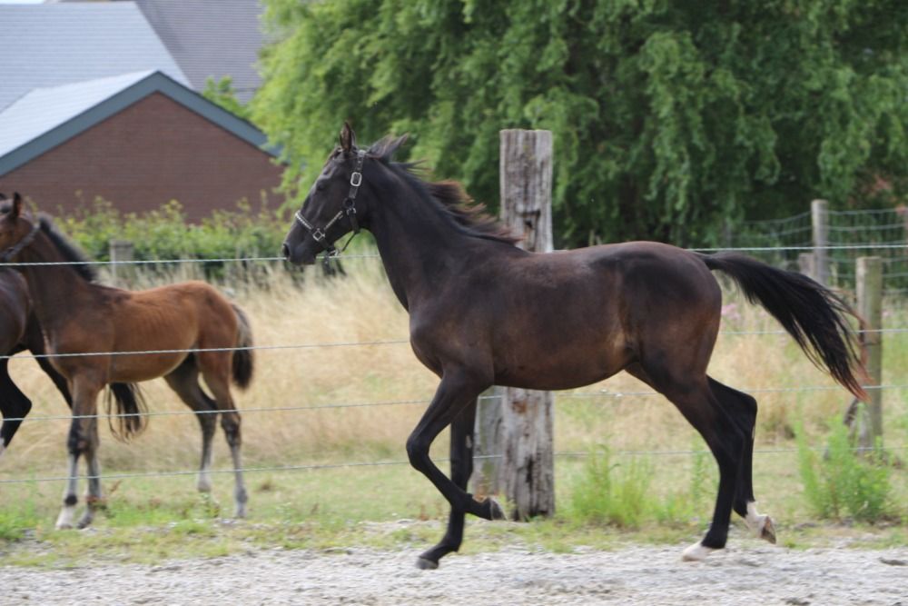 Zangersheide springpaard Hengst 1 jaar Donkerbruin te koop - Foto 3