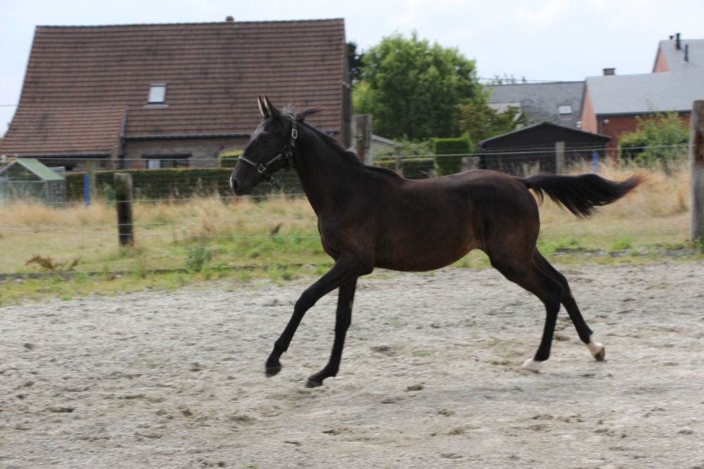 Zangersheide springpaard Hengst 1 jaar Donkerbruin te koop - Foto 2