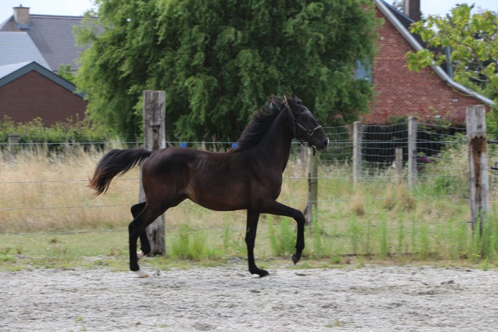 Zangersheide springpaard Hengst 1 jaar Donkerbruin te koop - Foto 5