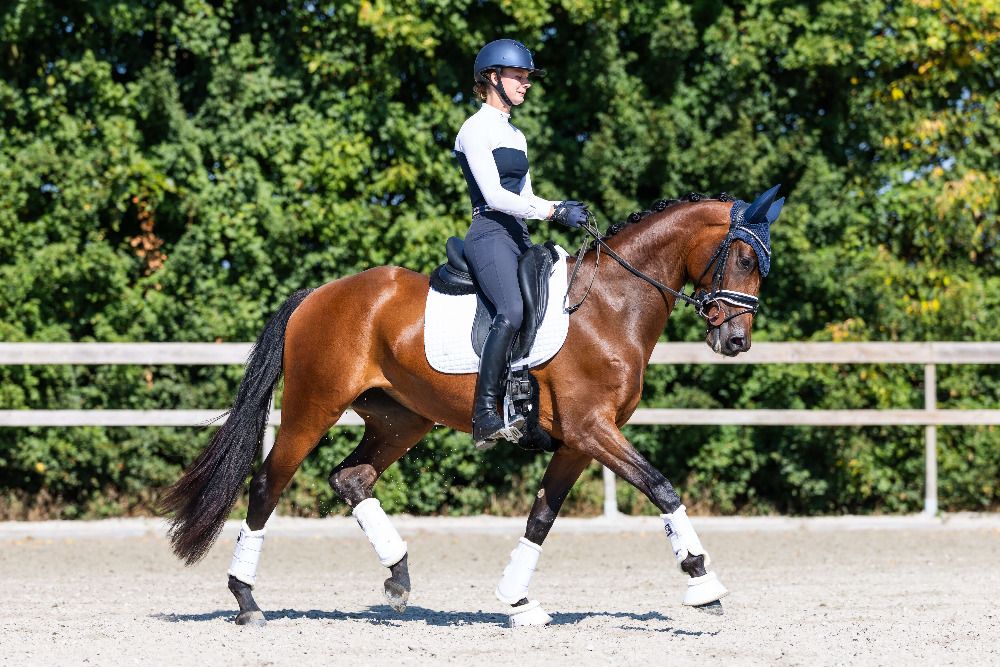 KWPN dressuurpaard Merrie 3 jaar Bruin te koop - Foto 3