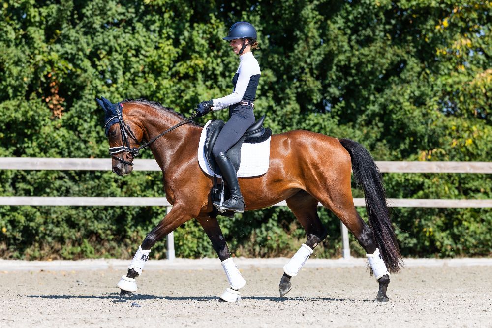 KWPN dressuurpaard Merrie 3 jaar Bruin te koop - Foto 4