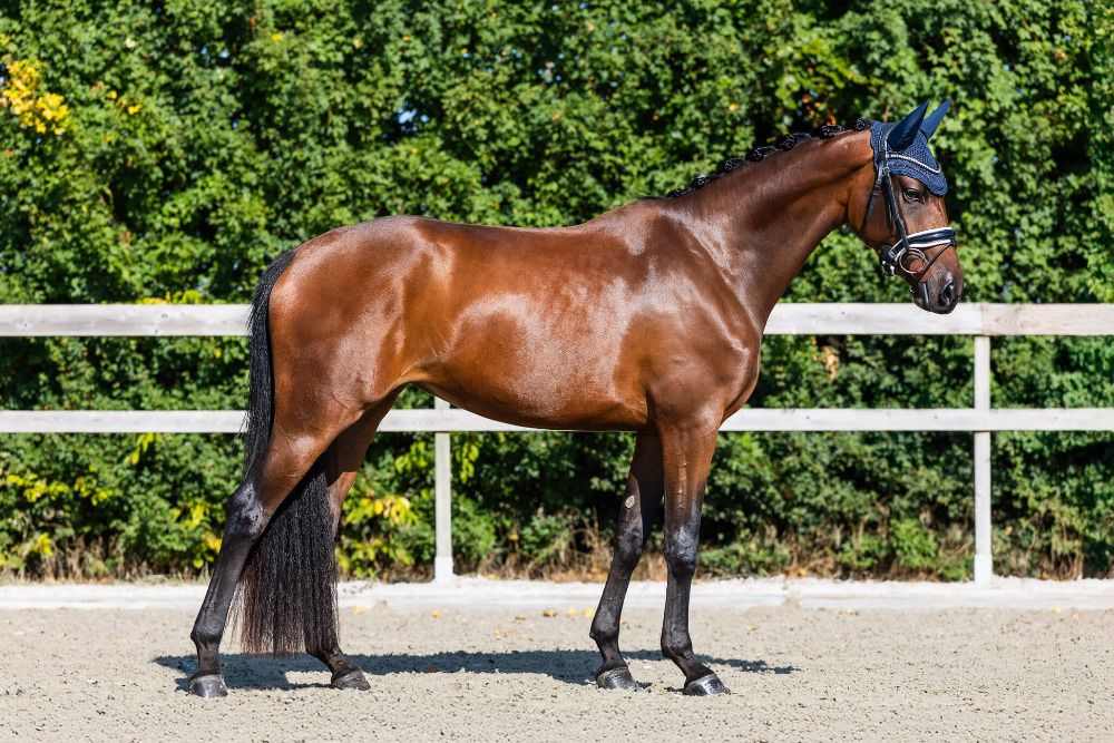 Shirley mei - 2022 kWPN merrie (incognito x geschilderd zwart), 1,63 m