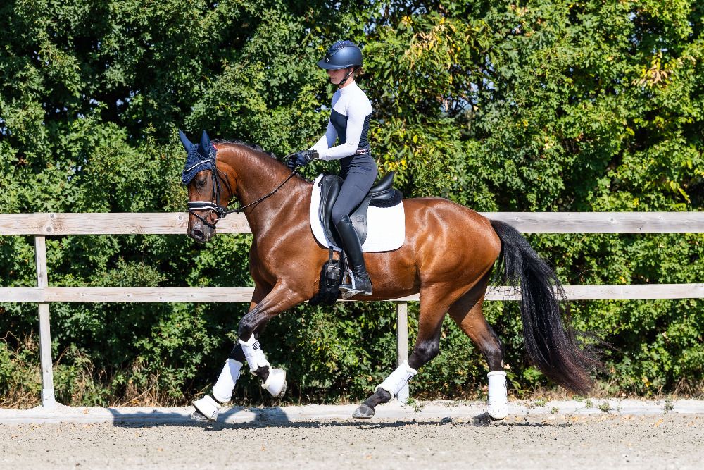 KWPN dressuurpaard Merrie 3 jaar Bruin te koop - Foto 5