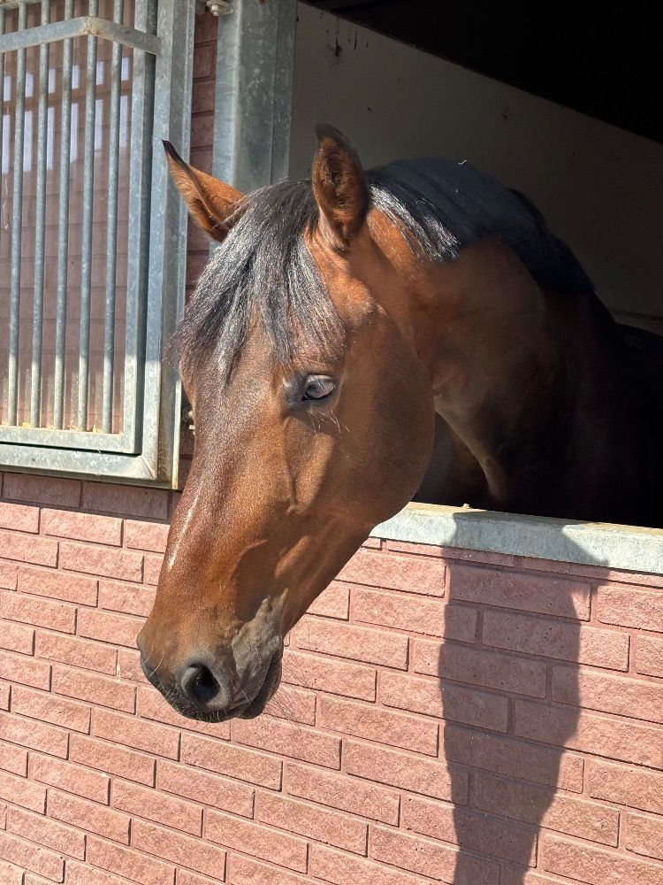 Zangersheide springpaard Ruin 4 jaar Donkerbruin te koop - Foto 2