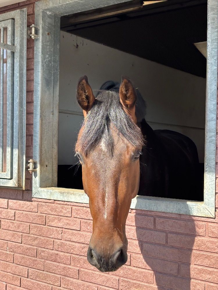 Zangersheide springpaard Ruin 4 jaar Donkerbruin te koop - Foto 3