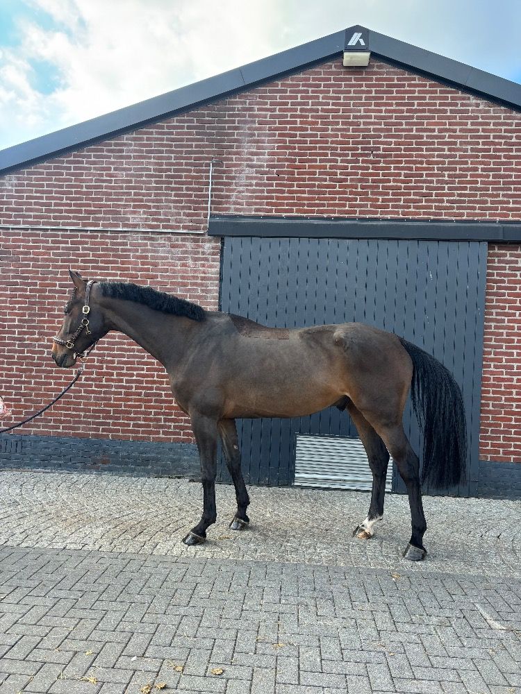 Zangersheide springpaard Ruin 4 jaar Donkerbruin te koop - Foto 6