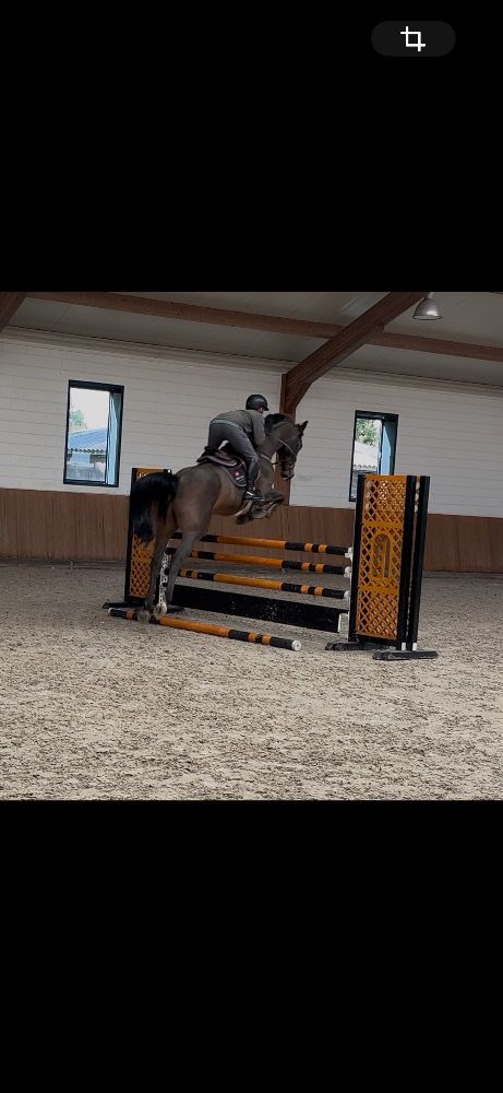 Zangersheide springpaard Ruin 4 jaar Donkerbruin te koop - Hoofdfoto