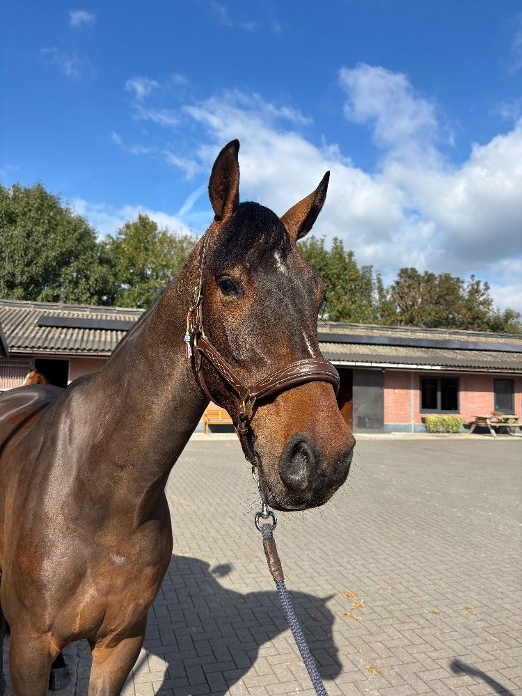 Zangersheide springpaard Ruin 4 jaar Donkerbruin te koop - Foto 4