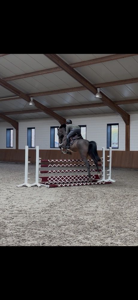 Zangersheide springpaard Ruin 4 jaar Donkerbruin te koop - Foto 5