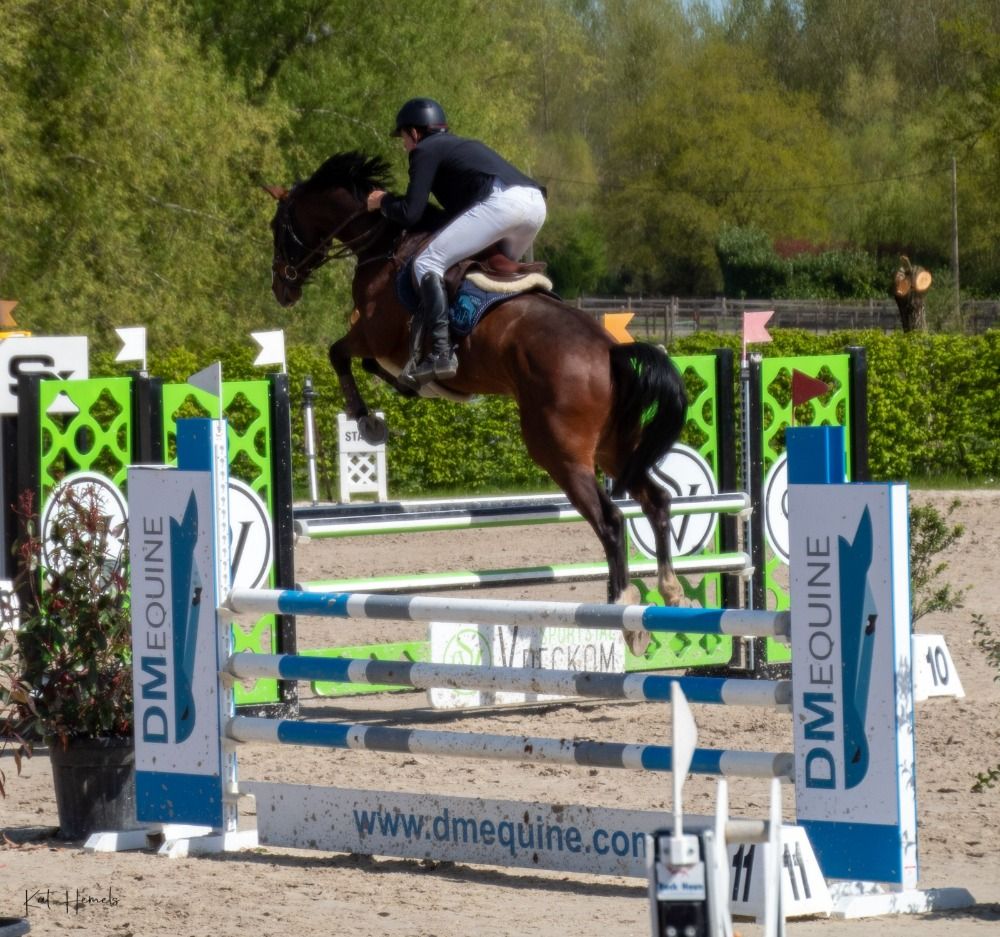 BWP springpaard Ruin 9 jaar Donkerbruin te koop - Foto 2