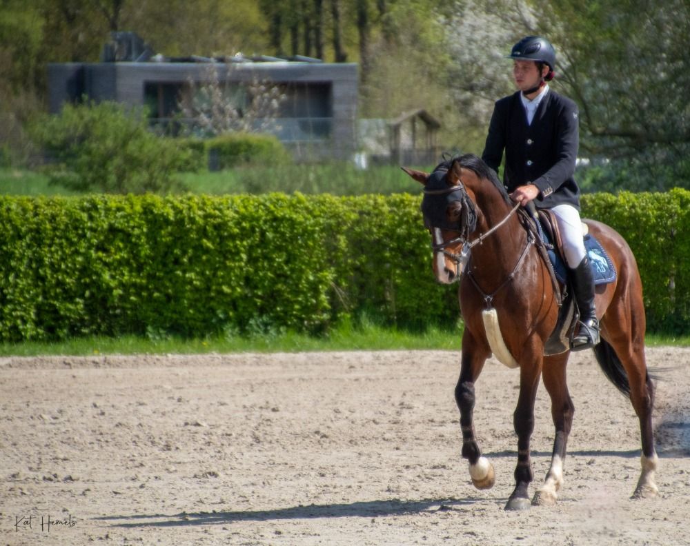 BWP springpaard Ruin 9 jaar Donkerbruin te koop - Hoofdfoto