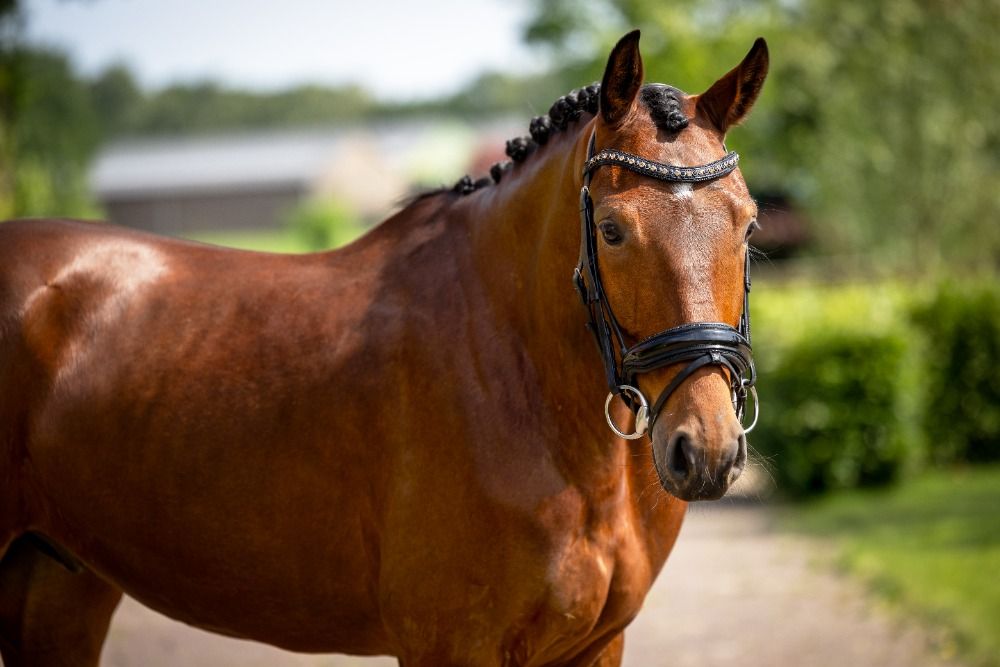 KWPN dressuurpaard Ruin 4 jaar Bruin te koop - Hoofdfoto