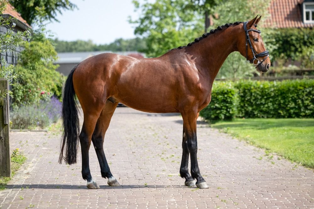 KWPN dressuurpaard Ruin 4 jaar Bruin te koop - Foto 5