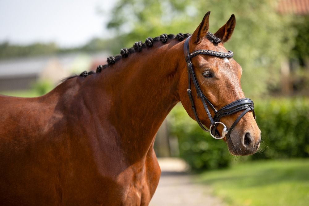 KWPN dressuurpaard Ruin 4 jaar Bruin te koop - Foto 4