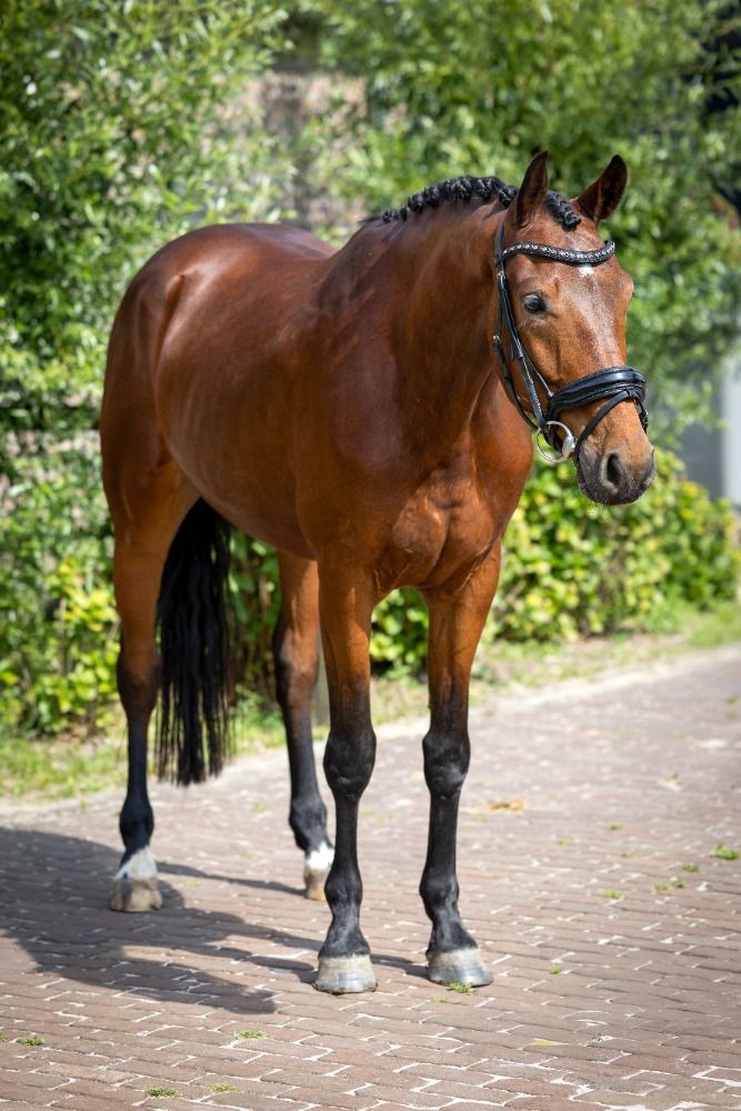 KWPN dressuurpaard Ruin 4 jaar Bruin te koop - Foto 2