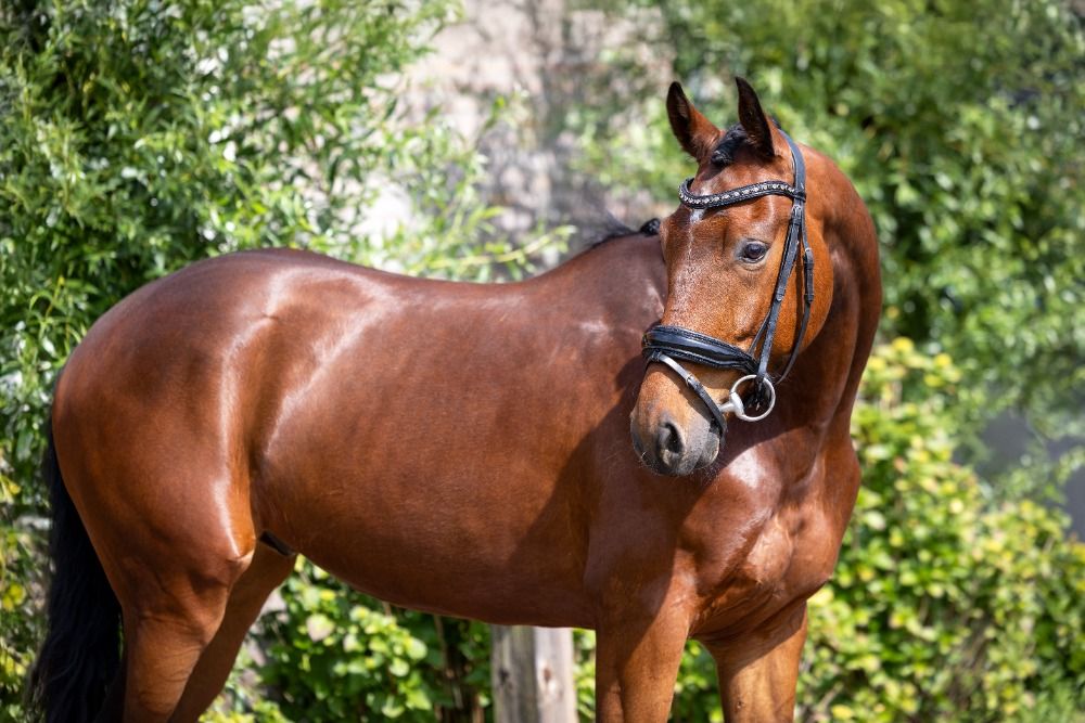 KWPN dressuurpaard Ruin 4 jaar Bruin te koop - Foto 3