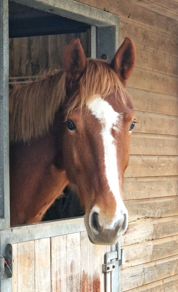 KWPN dressuurpaard Ruin 10 jaar Vos te koop - Foto 4