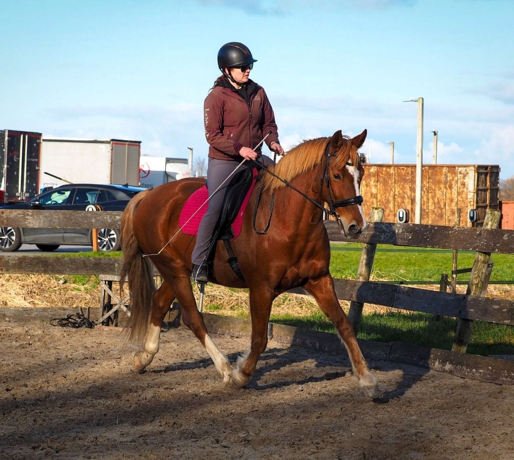 KWPN dressuurpaard Ruin 10 jaar Vos te koop - Foto 3