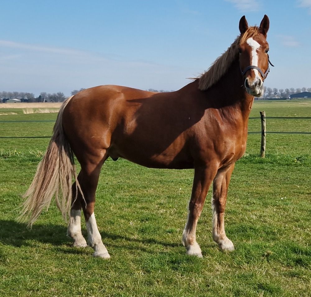 KWPN dressuurpaard Ruin 10 jaar Vos te koop - Foto 2