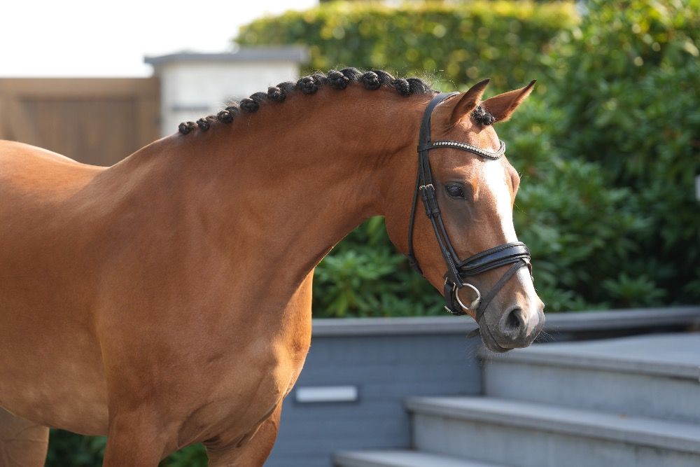 BWP allround-pony Ruin 4 jaar Bruin te koop - Foto 2