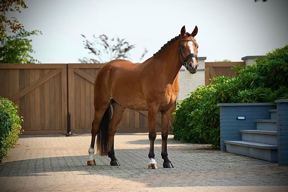 4 jarige sportpony