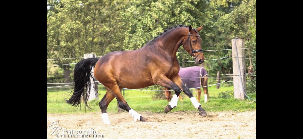 KWPN dressuurpaard Merrie 13 jaar Bruin te koop - Foto 6