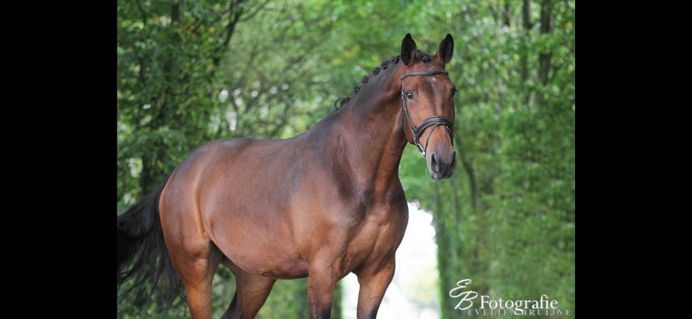 KWPN dressuurpaard Merrie 13 jaar Bruin te koop - Hoofdfoto