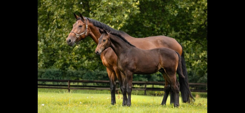 KWPN dressuurpaard Merrie 13 jaar Bruin te koop - Foto 2