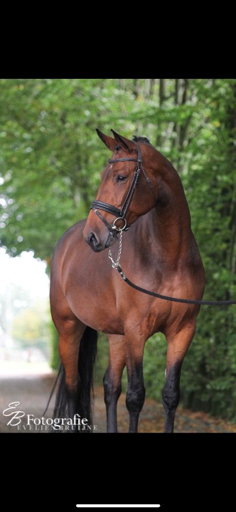 KWPN dressuurpaard Merrie 13 jaar Bruin te koop - Foto 3