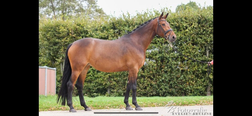 KWPN dressuurpaard Merrie 13 jaar Bruin te koop - Foto 5