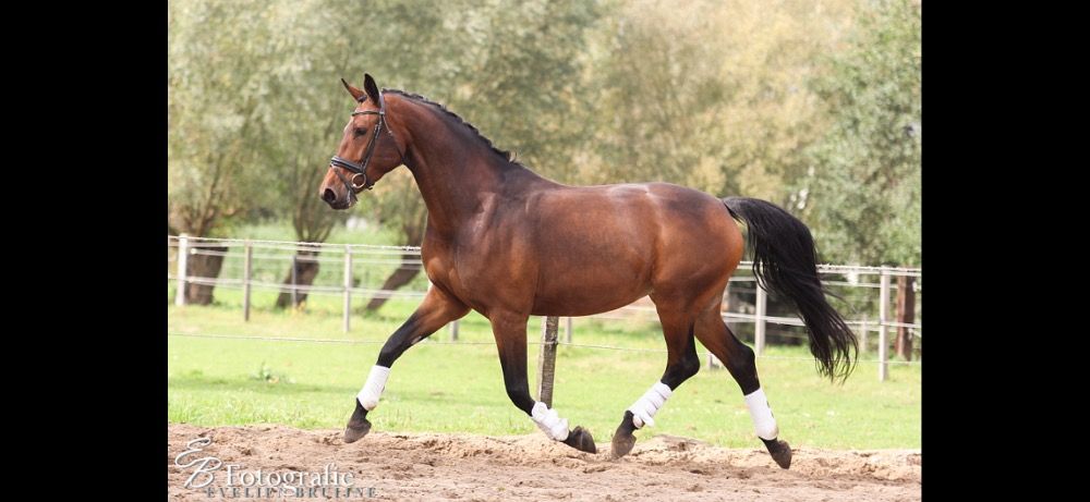 KWPN dressuurpaard Merrie 13 jaar Bruin te koop - Foto 4